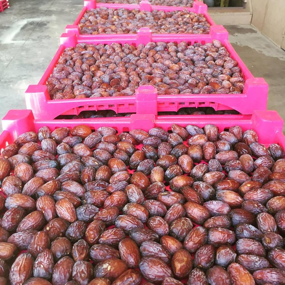 usa-medjool-jumbo-dates-momobud