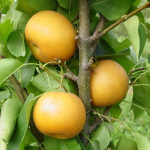 Pear