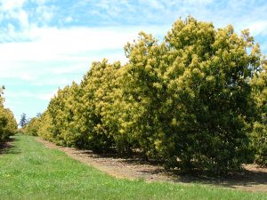 Avocado trees in Western Australia