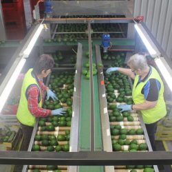 Workers sorting the size of the avocados