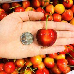 Chilean Rainier Cherry size comparison