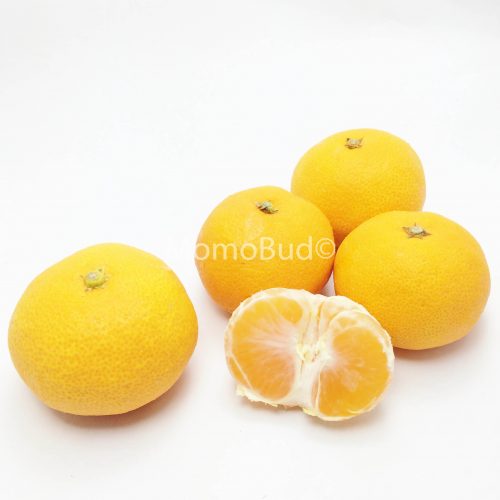 Citrus Unshiu (Seedless)