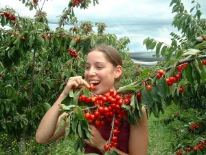 Cherry Farm