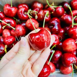 Chilean Ocho Fuegos Lapin Red Cherry (32mm+)