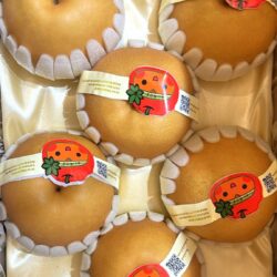 China Red Dragon Nan Shui Pears China Red Dragon Nan Shui Pears