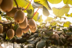 Golden Kiwi Tree
