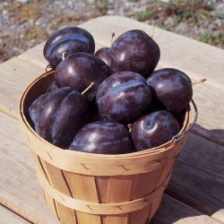 tulare-giant-sugar-plum-basket
