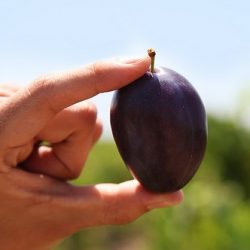 tulare-giant-sugar-plum-farm