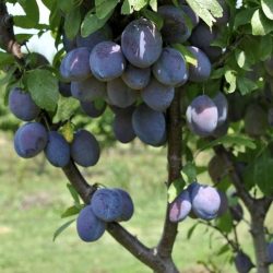tulare-giant-sugar-plum-tree