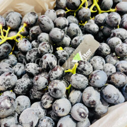 Australian Vitor Midnight Beauty Black Seedless Grapes