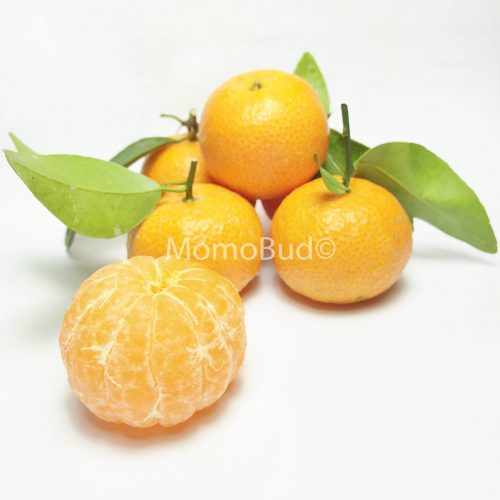 Small Mandarin Orange