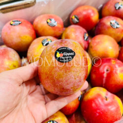Australian October Sun Plum