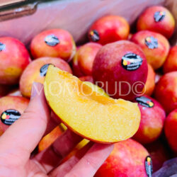 Australian October Sun Plum slice
