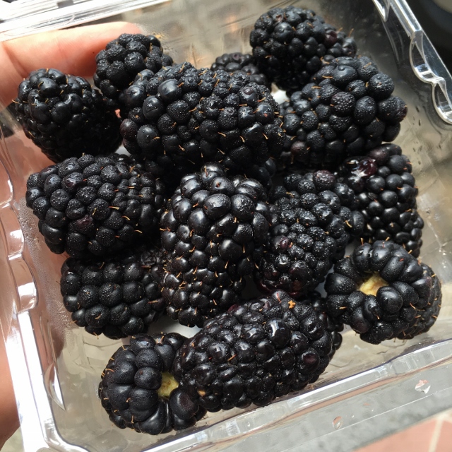 Driscoll's Blackberry Box (12 — MomoBud