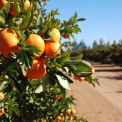 Jaffa Orri Mandarin Orange Tree