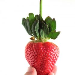 Long Stem Strawberry