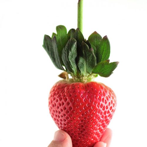 USA Crystal Cove Long Stem Strawberry (454g — MomoBud