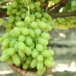 Green Seedless Grapes