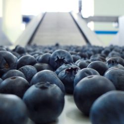 African Blue Blueberry Packing