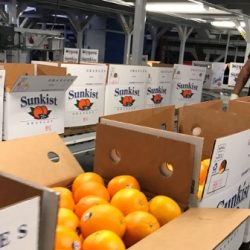 Navel Orange  Sorting