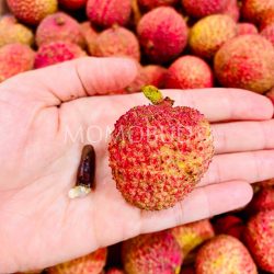 Australian Fei Zi Xiao Lychee seed