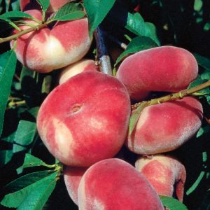 donut-peach-tree