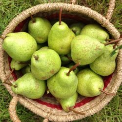 Freshly-pick-Packham Freshly-pick-Packham