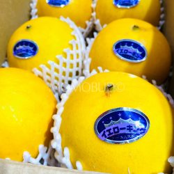 Japanese Yellow King Melons