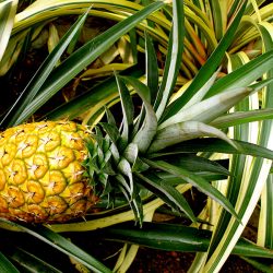 Nanglae Pinapple Fruit