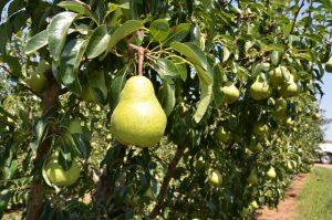 Packham-pear-trees