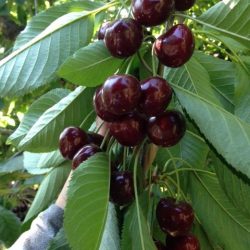 Red Cherry Tree