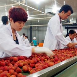 Seedless Lychee packing and sorting