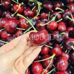 Washington Kootenay Red Cherry