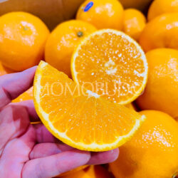 AUS Phoenix Mandarin Orange slice AUS Phoenix Mandarin Orange slice