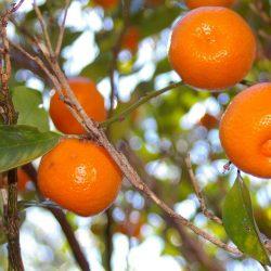 phoenix-mandarin-orange-tree