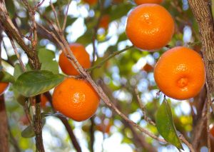 phoenix-mandarin-orange-tree