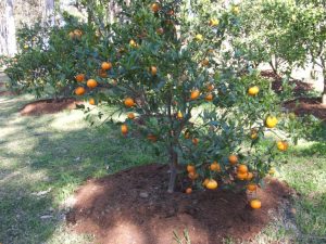 Honey Murcott Mandarins Tree