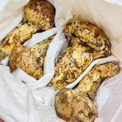 China Matsutake Mushrooms (XL) China Matsutake Mushrooms (XL)
