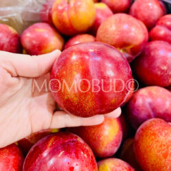 Australian Amber Jewel Plum Australian Amber Jewel Plum