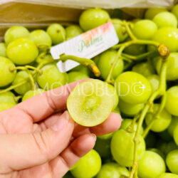 Australian Palms Vineyards Autumn Crisp Seedless Grapes cross section Australian Palms Vineyards Autumn Crisp Seedless Grapes cross section