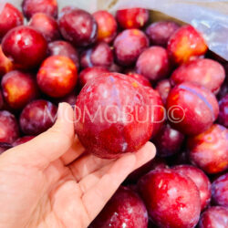 Australian Sierra Sweet Plum