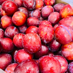 Australian Sierra Sweet Plums