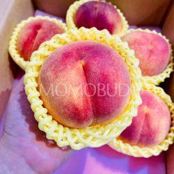 Japanese Kinrara no Kiwami Golden Peach