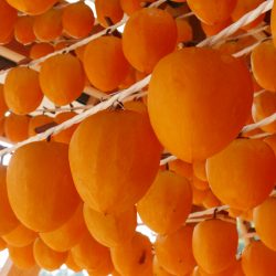 Japanese Seedless Anpogaki  Drying