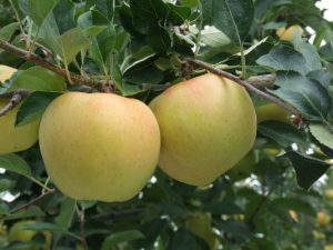 japanese-toki-apple-tree