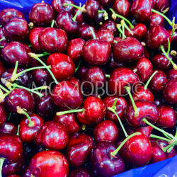 Washington Smiling Monkey Bad Boy Red Cherries