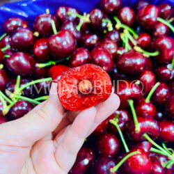 Washington Smiling Monkey Bad Boy Red Cherries cross section