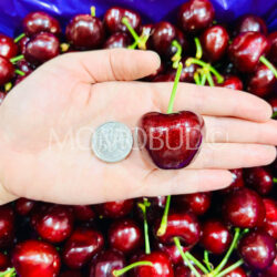 Washington Smiling Monkey Bad Boy Red Cherries size comparison