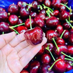 Washington Smiling Monkey Bad Boy Red Cherry