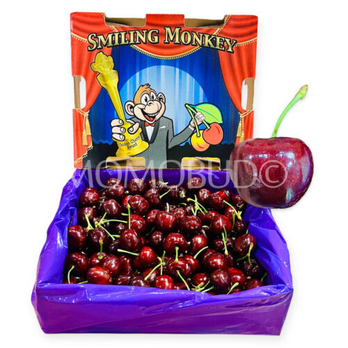 Washington Smiling Monkey Bad Boy Red Cherry 8row 2.5kg Box
